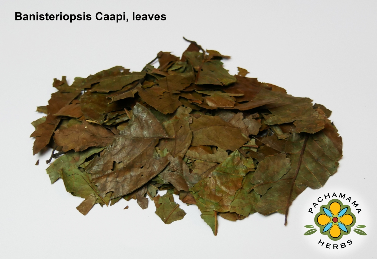 Caapi-leaves_product_photo_1200.jpg